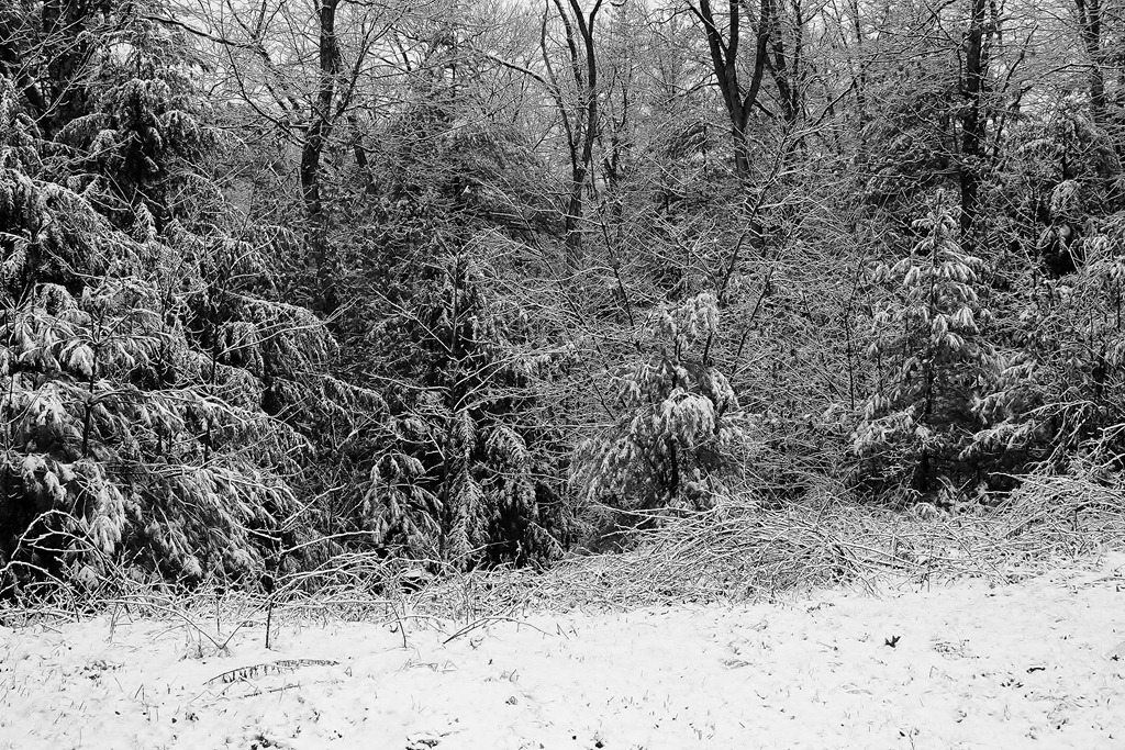 The same picture as above, but in black and white. 