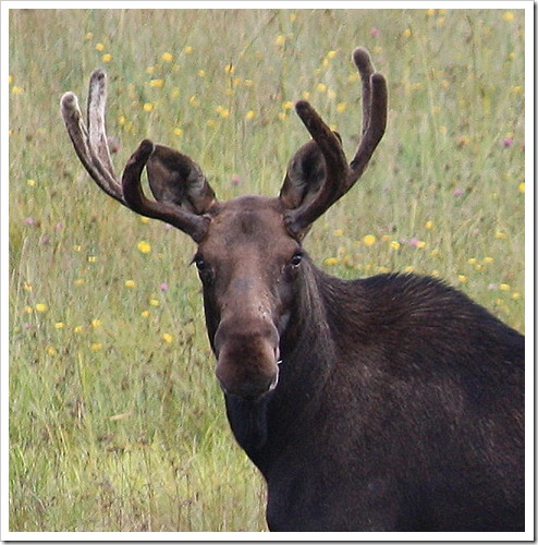 Bull close up