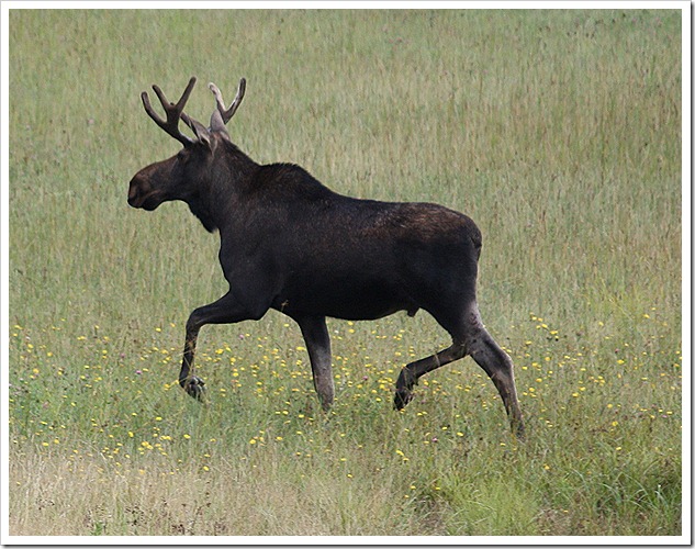 Bull trot