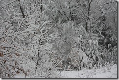 Snow covers the trees in our front yard. This was on April 1st, 2011.