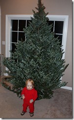 9 foot Frasier Fir. Jacqueline not included.