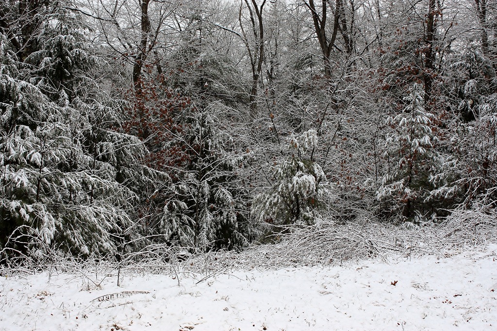This picture is from the front yard this morning. This view is looking down the hill towards Black Brook.