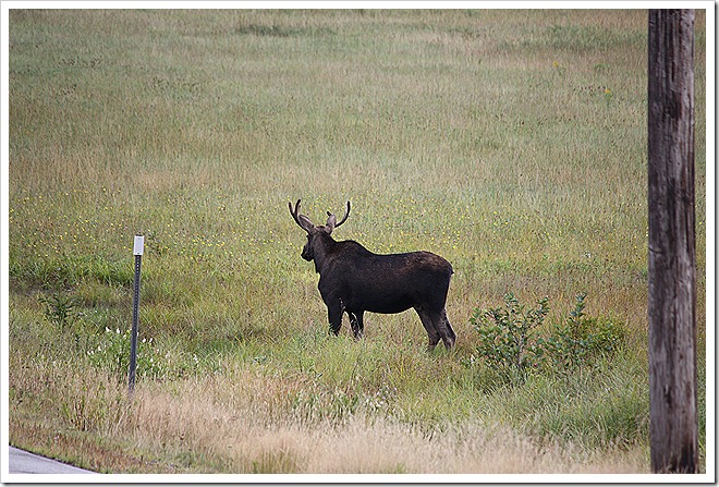 Moose country 010