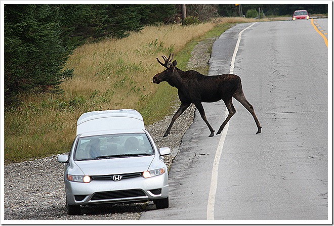 The car looks small compared to the bull