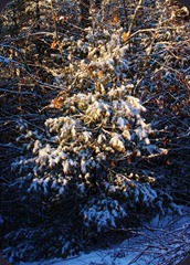 IMG_6869