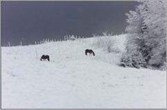 Horses on snowy hill