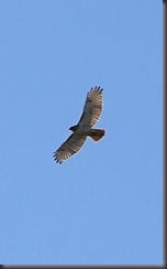 IMG_7354