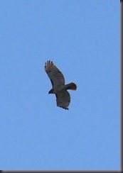 IMG_7355