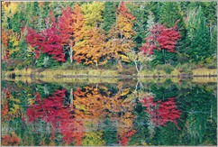 Reflection of foliage along the Androscoggin