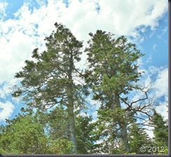 2012-07-03 047