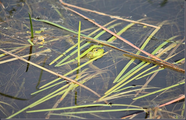 Frog