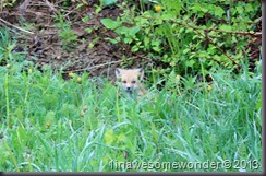 033 (2) This baby fox caught my attention out by the old farm.