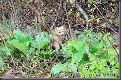 037 (2) This little fox is easily lost among the burdock leaves.