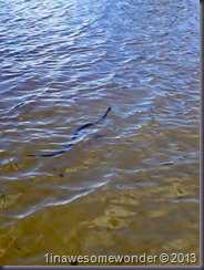 Northern Water Snake June 2013 Elm Brook 2