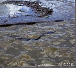 Northern Water Snake June 2013 Elm Brook