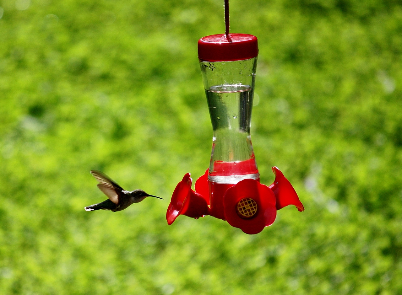 Backyard Hummingbird