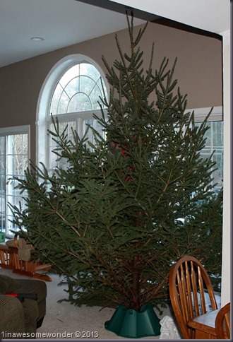This is our Christmas tree, the Griswold 2.0 (squirrel not included). I am in the background, holding up the tree. I am pretty small so the tree looks large. 