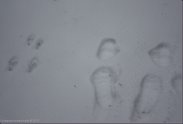 Maybe my favorite moment of the hour. I asked where Jackie was and she was behind a big oak tree on her own. She had found some squirrel tracks, and on her own, made a set of her own tracks in squirrel style. Awesome job, I love and constantly am awed by the creative minds of our young.