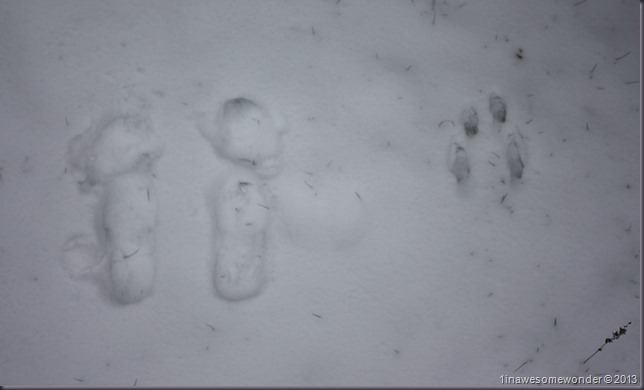 Theodore's knock-off version of his sister's originals. Although he did follow the tracks all over the place until I had to pull him out from half way under our deck. It's okay, that's where the tracks took him.