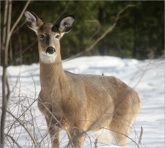 Deer Attention
