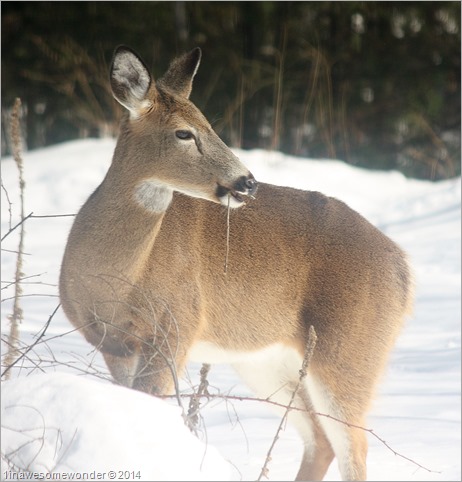 Deer Bite