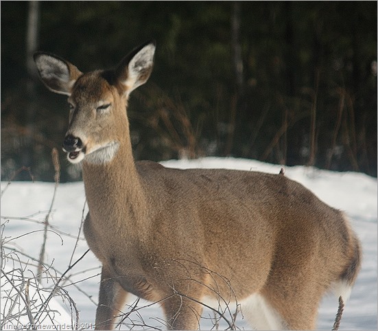 Deer Cough