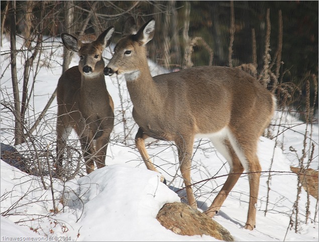 Deer Friend