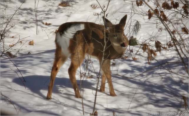 Deer-Licious!