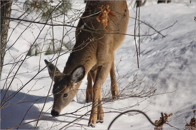 Deer Snoop