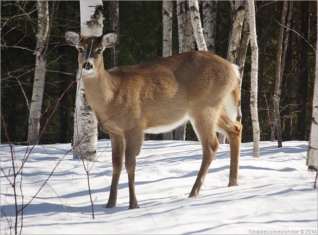Deer Stance