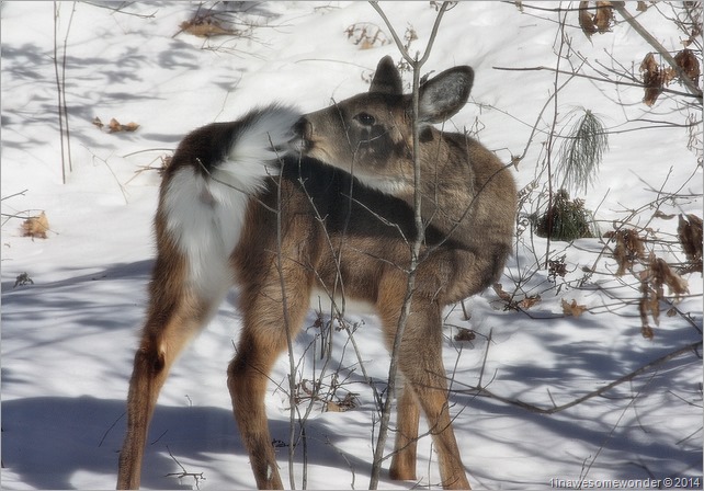 Deer Twister 