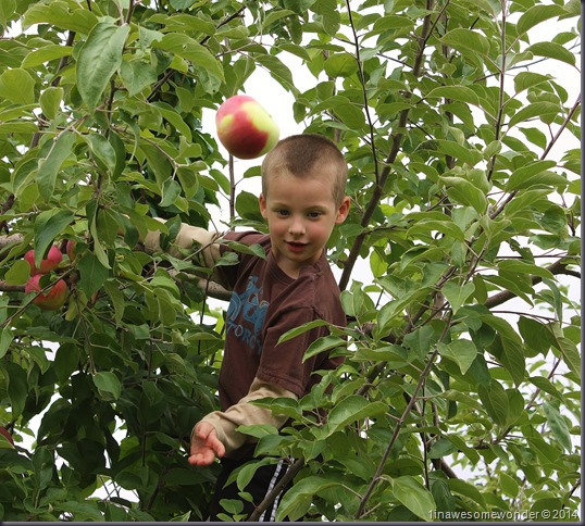 Becoming an expert tosser of the apples