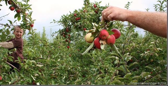 I asked Theodore to pick from that cluster of apples up there, and he picked the entire cluster.