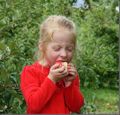 This is what the annual apple picking trip is all about