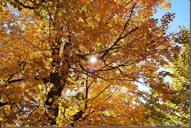 Fall colors Coleman State Park 2014