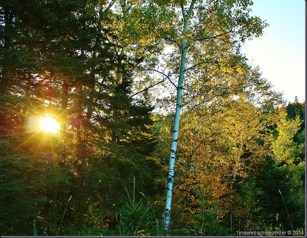 Foliage from Colebrook 2014