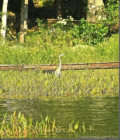 Great Blue and the greens - Abrams Pond 2014
