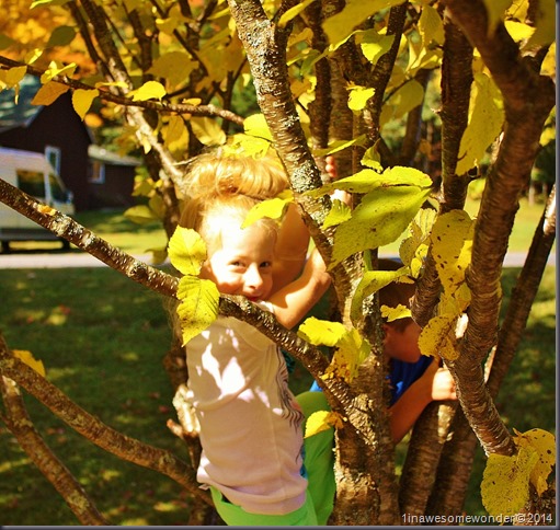 Jacqueline climbs a tree while waiting for Mom at Coleman State Park 2014 (1280x1213)