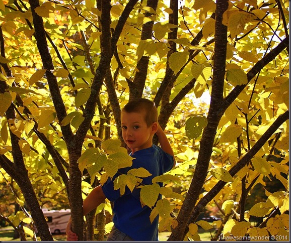 Theodore climbs a tree while waiting for Mom at Coleman State Park 2014 (1280x1070)