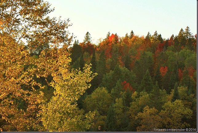 Yellows and Reds from Colebrook 2014