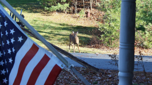 Deer along our driveway