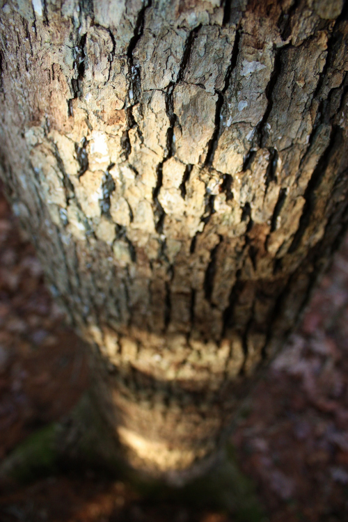 Natural World - Oak Tree