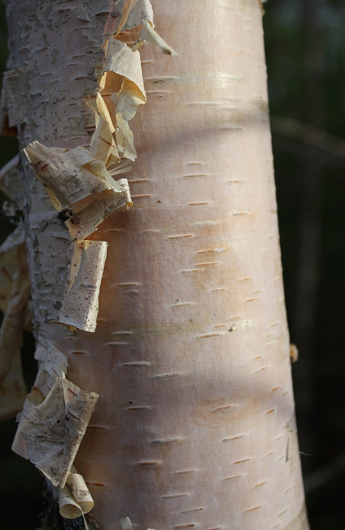 Warmth - Birch Tree