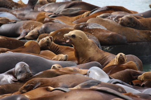 Swarm - Sea Lions at Pier 39