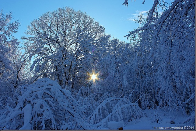 My backyard on Thanksgiving morning 2014. Now the snow is gone, and I hope to see some for Christmas.