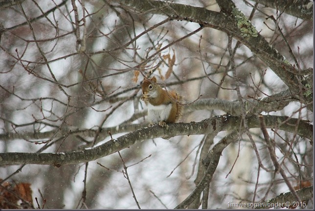 Red Squirrel chomping on a nut before leaving
