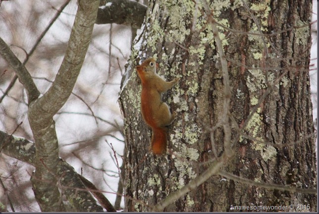 Red Squirrel going up