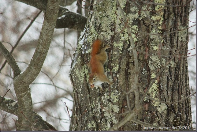Red Squirrel heading down
