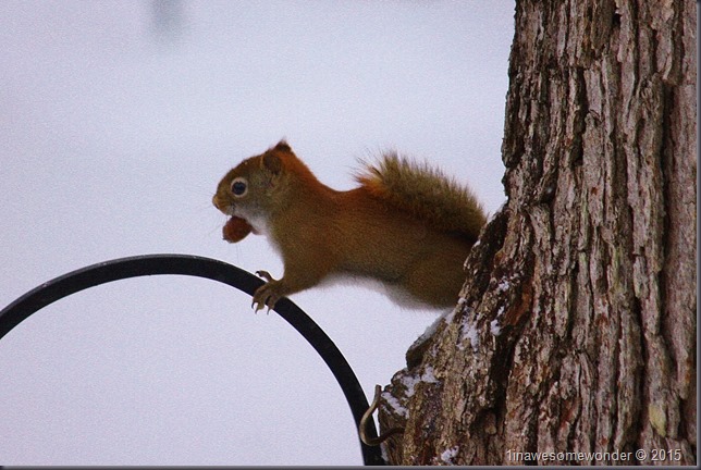 Red Squirrel with a nut