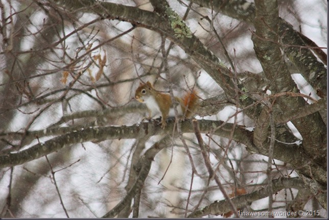 Red Squirrel with peeled nut on a branch
